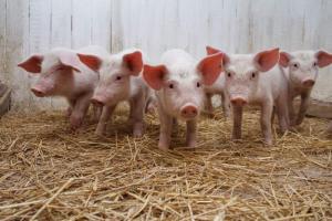 Как эффективно использовать БМВД для свиней?